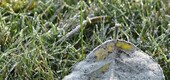 Bild 1 - Ländliches Anwesen nahe dem Naturschutzgebiet Zselic