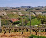 Bild 1 - Landhaus in Piemont 8km von Barbaresco entfernt