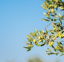 Olivenhain Bauland Peloponnes Griechenland - Kalamata