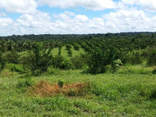 Bild 2 - 1 Zimmer Einfamilienhaus zum Kaufen in Barra do Sirinhaem