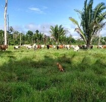 600 Ha Fazenda für Rinderzucht nahe Labrea