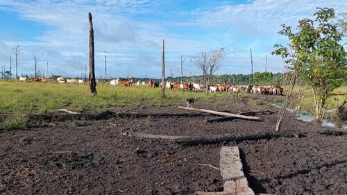 Bild 3 - 1 Zimmer Einfamilienhaus in Labrea