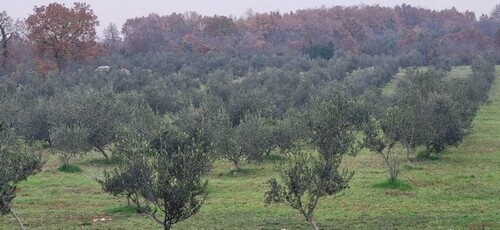 Bild 1 - ISTRIEN Kroatien - 4,4ha Olivenplantage mit 1.100 Bäumen