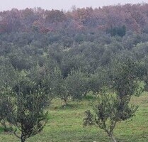 ISTRIEN Kroatien - 4,4ha Olivenplantage mit 1.100 Bäumen - Pula