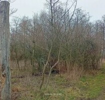 Wald, Jagdgebiet in Ungarn zu verkaufen! - Budapest