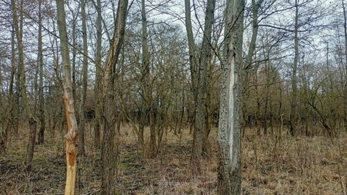 Bild 2 - Grundstück zum Kaufen in Budapest