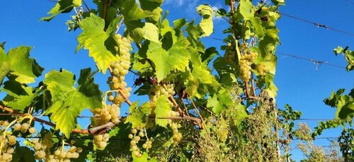 Bild 1 - Weinbaubetrieb mit 30ha ISTRIEN - KROATIEN