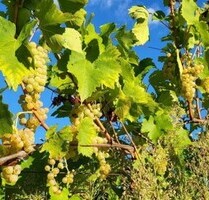 Weinbaubetrieb mit 30ha ISTRIEN - KROATIEN - RABAC - LABIN
