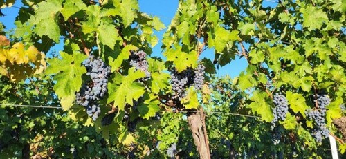 Bild 4 - Grundstück in RABAC - LABIN zum Kaufen