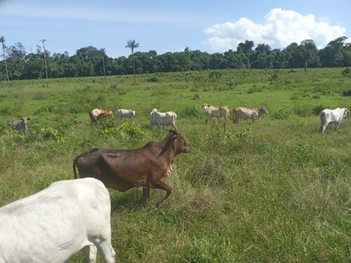 Bild 3 - 1 Zimmer Einfamilienhaus in Vicinal do Ita