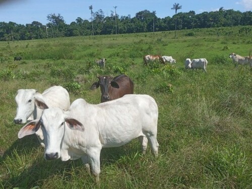 Bild 4 - Einfamilienhaus in Vicinal do Ita zum Kaufen