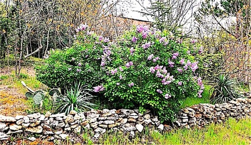 Bild 3 - 10 Zimmer Einfamilienhaus in Rapolano Terme