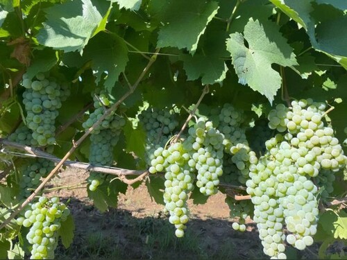 Bild 1 - Weinanbauland mit Stöcken - 360.000,00 EUR Kaufpreis, ca.  300.000,00 m²