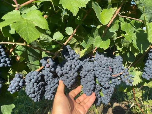 Bild 3 - Grundstück in Gurahont