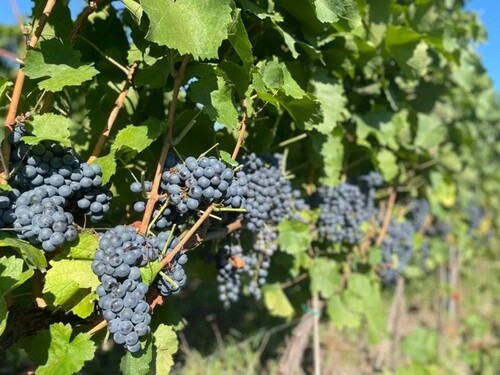 Bild 4 - Grundstück in Gurahont zum Kaufen