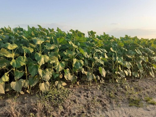 Bild 4 - Grundstück in Prscari jud zum Kaufen