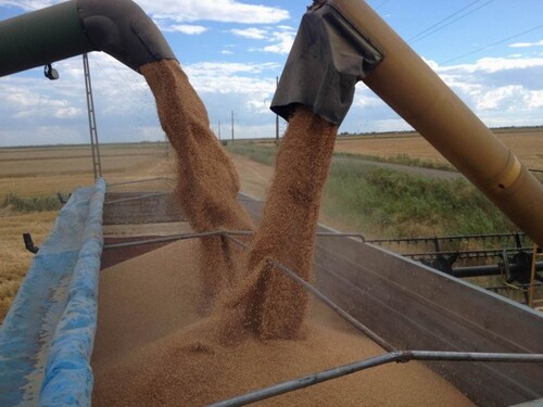 Bild 4 - Grundstück in Pescari zum Kaufen