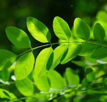 Grundstück auf Mauritius - 500.000,00 EUR Kaufpreis, ca.  8.702,00 m² in Post Lafayette (PLZ: 41519)