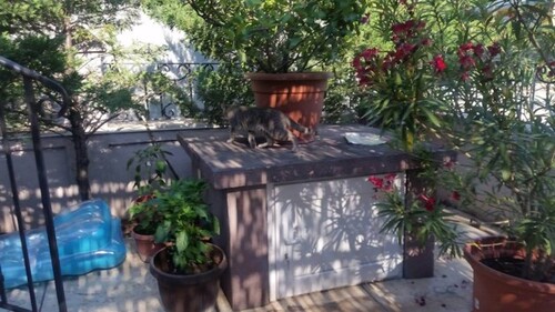 Bild 2 - 14 Zimmer Einfamilienhaus zum Kaufen in Bar