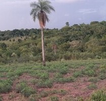 Wunderschönes Grundstück mit Bachlauf nähe Caaguazu, 6,2 ha