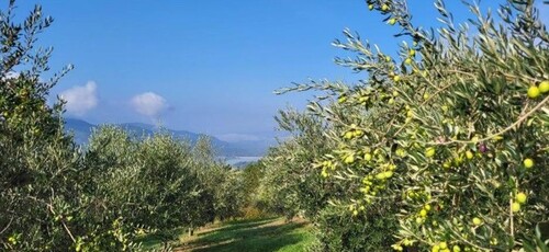 Bild 2 - Grundstück zum Kaufen in GRIMALDA - MOTOVUN