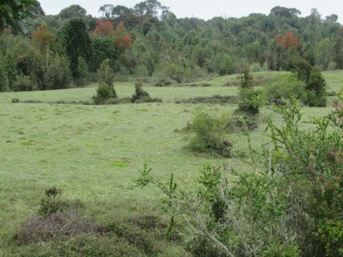 Bild 1 - 84 Hektar Grundstück im Süden Chiles Meernähe