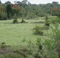 84 Hektar Grundstück im Süden Chiles Meernähe - Puerto Montt