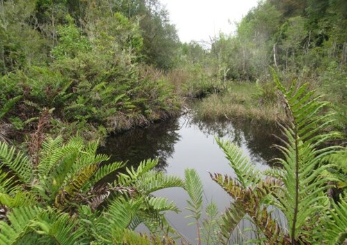 Bild 2 - Grundstück zum Kaufen in Puerto Montt