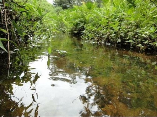 Bild 4 - Einfamilienhaus in Novo Aripuana zum Kaufen