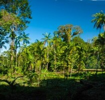 Acai Palmen Farm in Amazonas Brasilien - Codajas