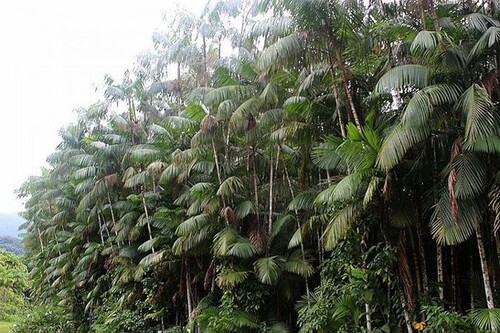 Bild 3 - Grundstück in Codajas