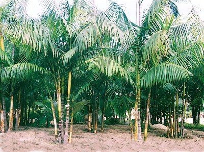 Bild 4 - Grundstück in Codajas zum Kaufen