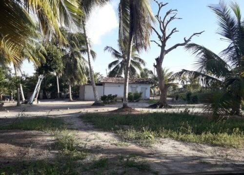 Bild 1 - Brasilien Kokosnussölfabrik und Früchtefarm Region Salvador