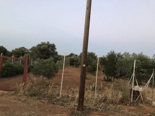 Bild 3 - Grundstück in Paiania