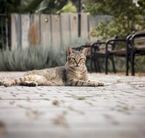 Schweizerisches Haus in Costa Rica - Grecia