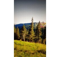 760 ha Waldflaeche - 3.100.000,00 EUR Kaufpreis, ca. 7.600.000,00 m² in Gurahont (PLZ: 317153)