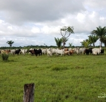Brasilien 11945 Ha Rinderfarm bei Belem Para