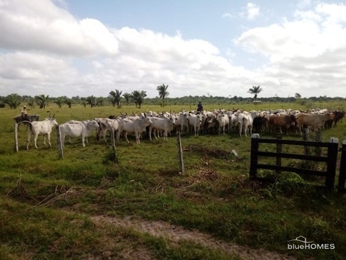 Bild 3 - Grundstück in Belem