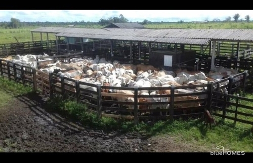 Bild 4 - Grundstück in Belem zum Kaufen