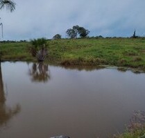 Brasilien 935 Ha Tiefpreis-Grundstück mit Viehzucht - Caracarai