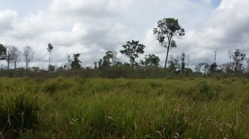 Bild 1 - Brasilien 500 Ha grosses Tiefpreis-Grundstück Region Manaus