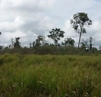 Brasilien 500 Ha grosses Tiefpreis-Grundstück Region Manaus