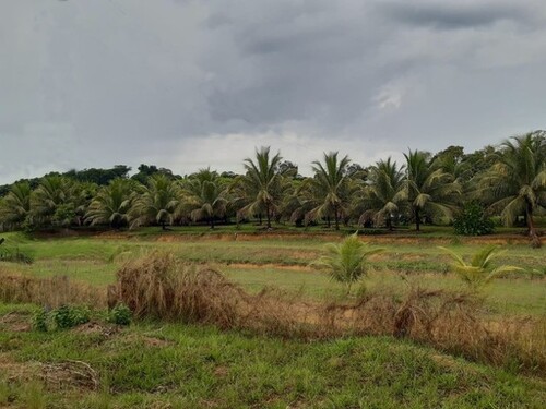 Bild 2 - Grundstück zum Kaufen in Manaus