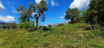 Bild 4 - Grundstück in Plataria zum Kaufen