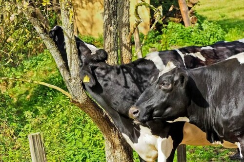 Bild 1 - Brasilien 819 HA grosse Rinderfarm mit Fischzucht