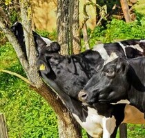 Brasilien 819 HA grosse Rinderfarm mit Fischzucht - Porto Velho