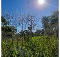 Preissenkung befristet! 3ha Nobelresidenz - Piribebuy