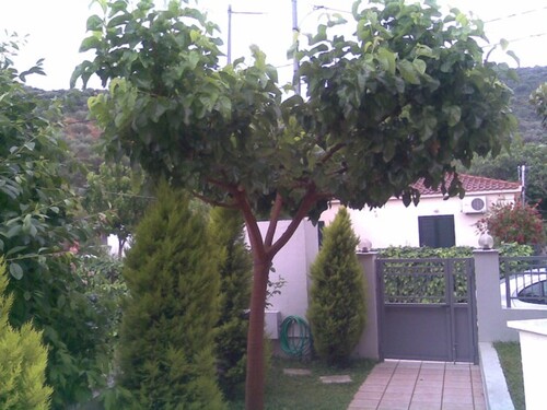 Bild 3 - 10 Zimmer Einfamilienhaus in Neos Pirgos