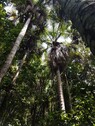 Bild 4 - Einfamilienhaus in Pauini zum Kaufen