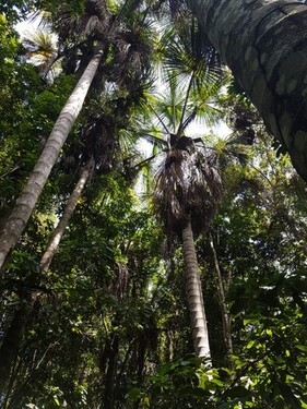 Bild 4 - Einfamilienhaus in Pauini zum Kaufen